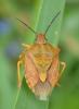 Carpocoris purpureipennis